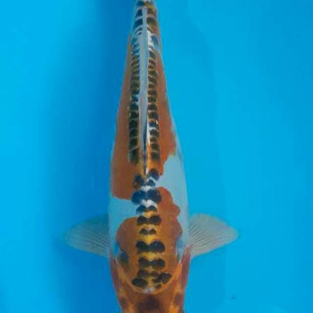 Kiko 25 cm
