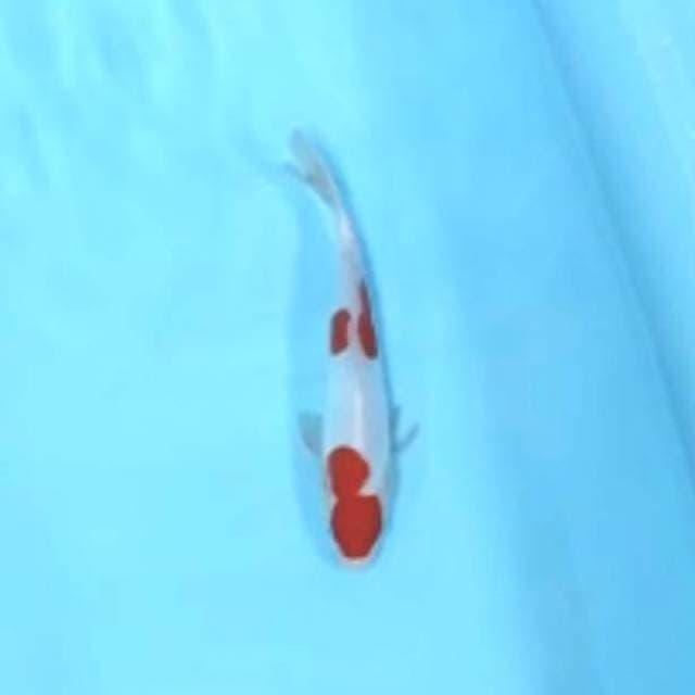Maruten kohaku