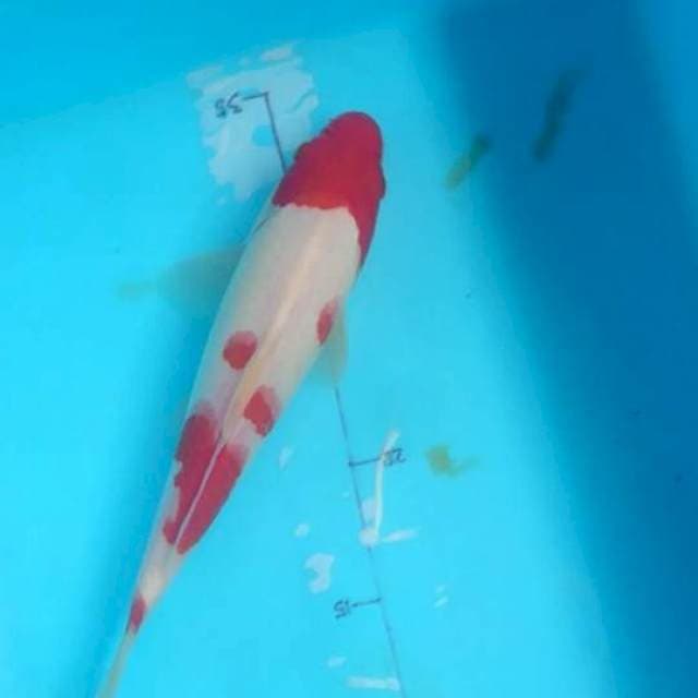 KOHAKU 25