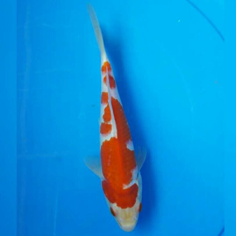 KOHAKU MALE