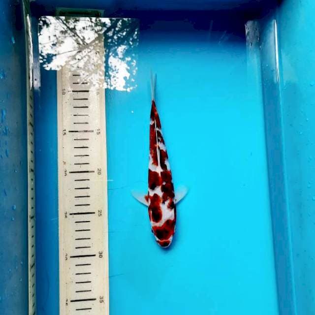 Koromo 21cm