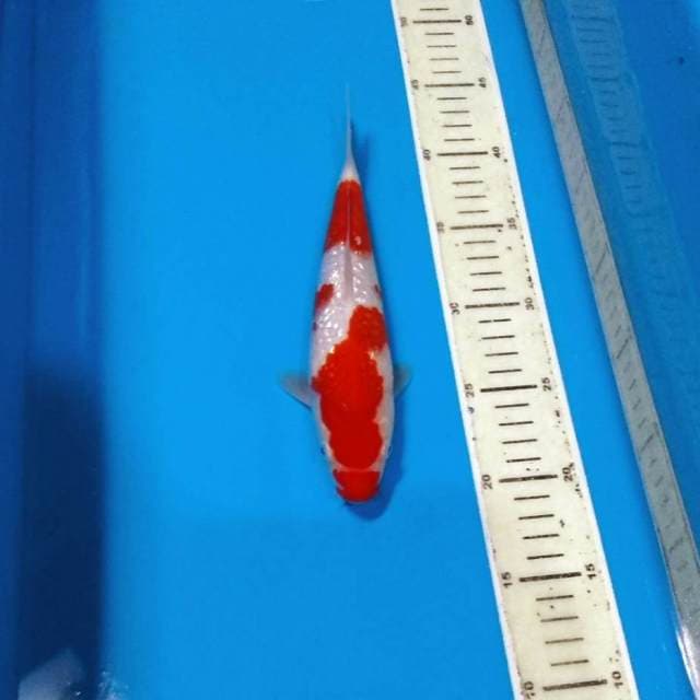 Kohaku ginrin kucibeni cantik