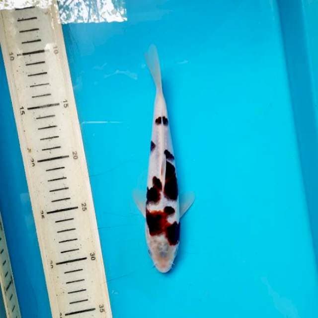 Goromo 21cm
