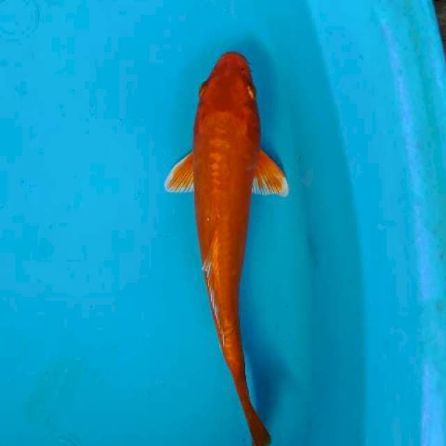 Oren 25