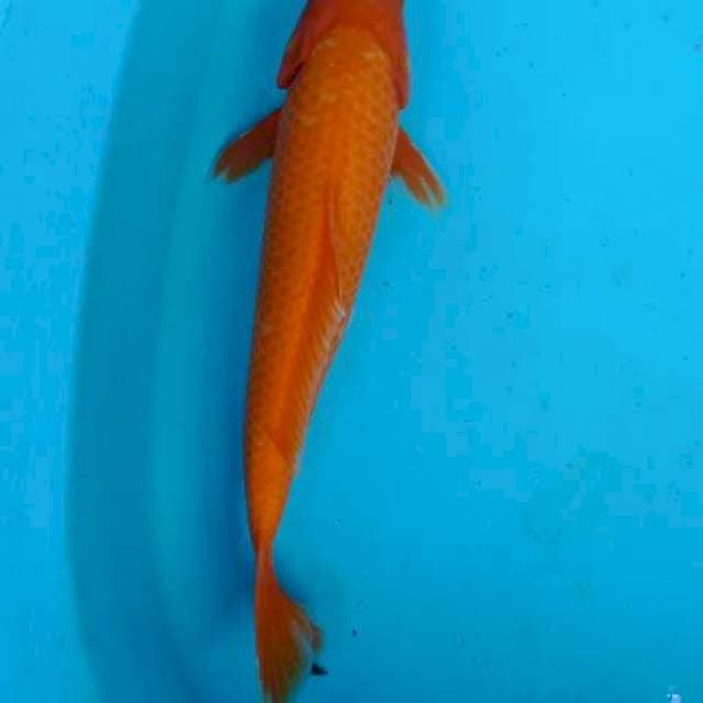 Beni