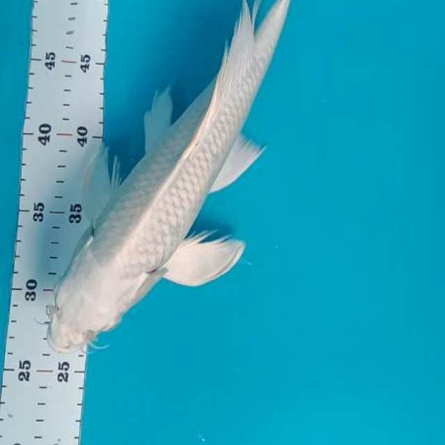 Kumpay Platinum 32cm
