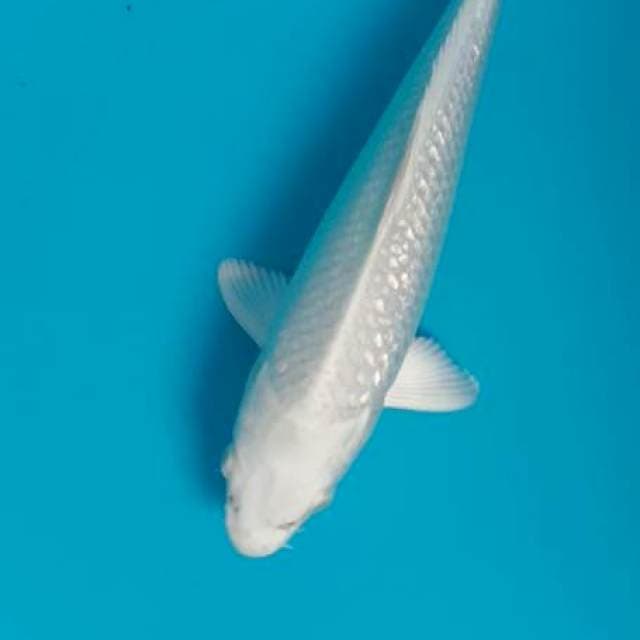 Platinum Ginrin 29cm