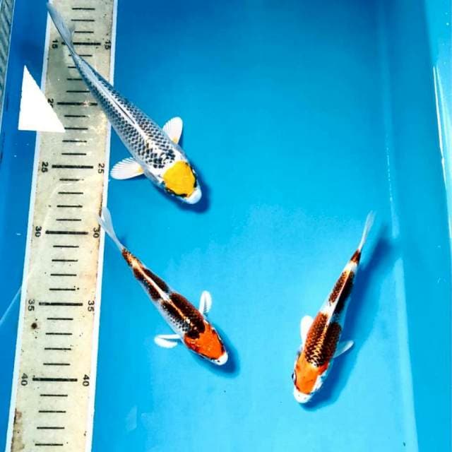 Paket mix, 14,15,18 cm