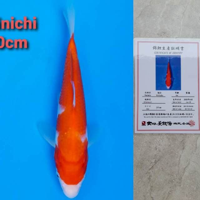 Dainichi kohaku 20cm