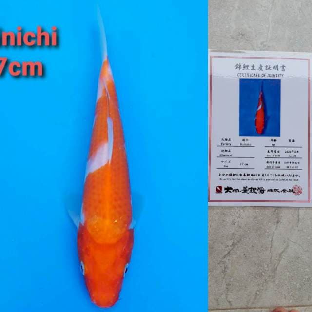 Dainichi kohaku 17cm