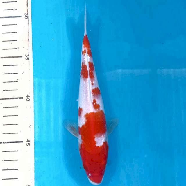 Kohaku, 20 cm