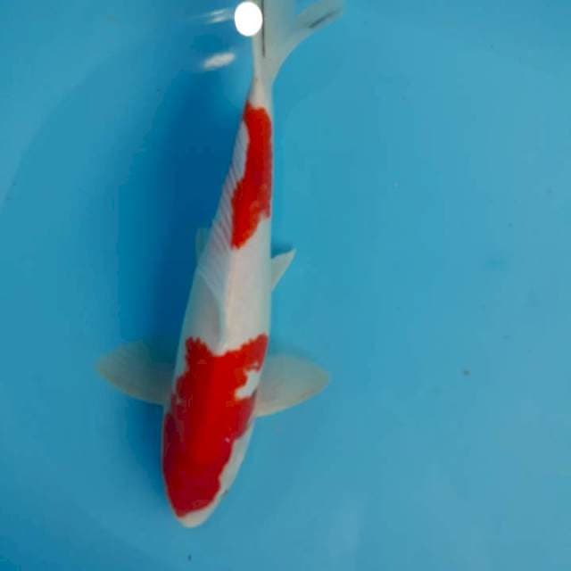 Sanke 32 cm