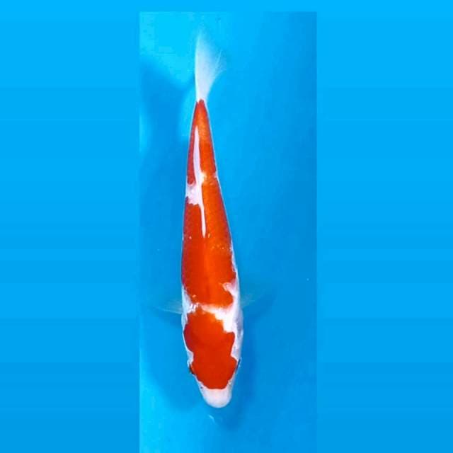 Kohaku, 19 cm