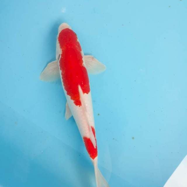 Kohaku 30 cm