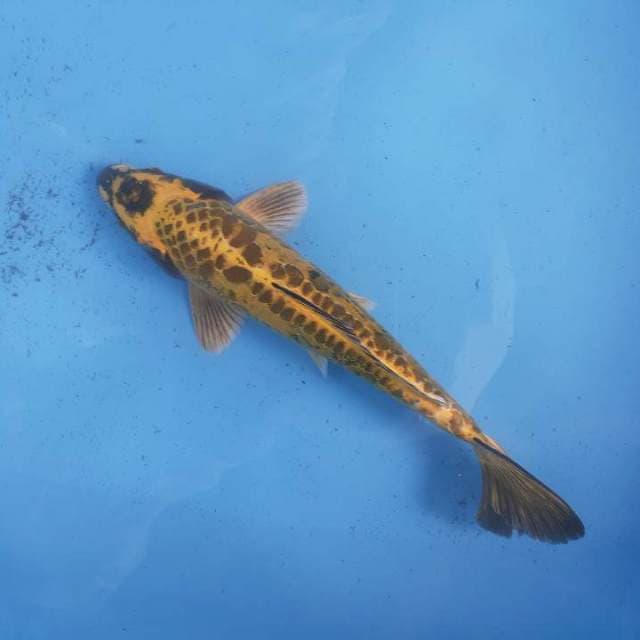Aragoke kuning 32 cm