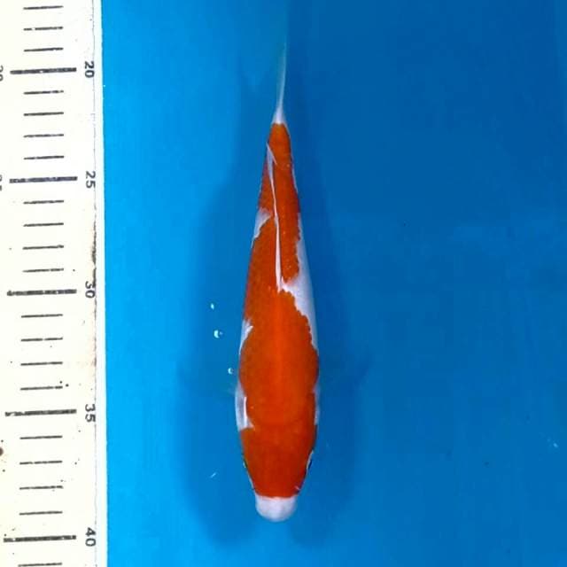 Kohaku, 20 cm