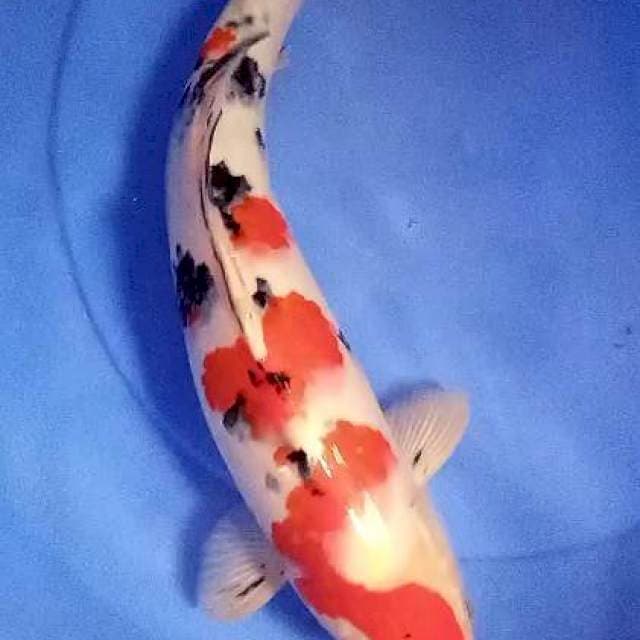 Red strong M 40 cm