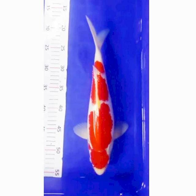 Kohaku