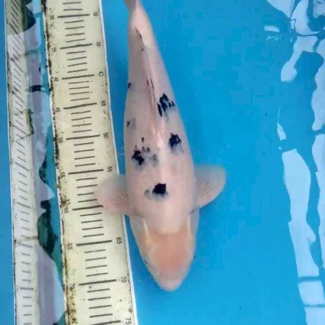 Bekko 45cm
