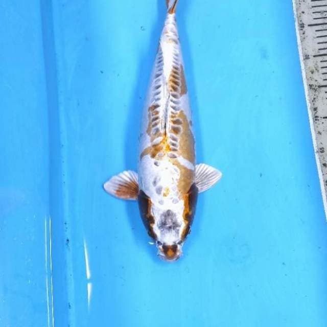 Kikokuryu 45 cm