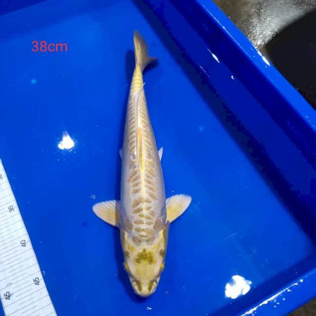 Mukasi aragoke 38cm