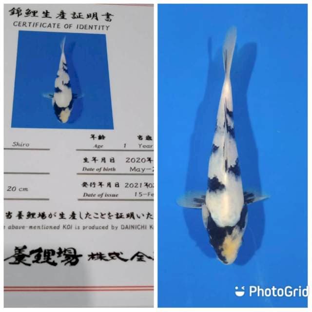 Shiro tosai dainichi
