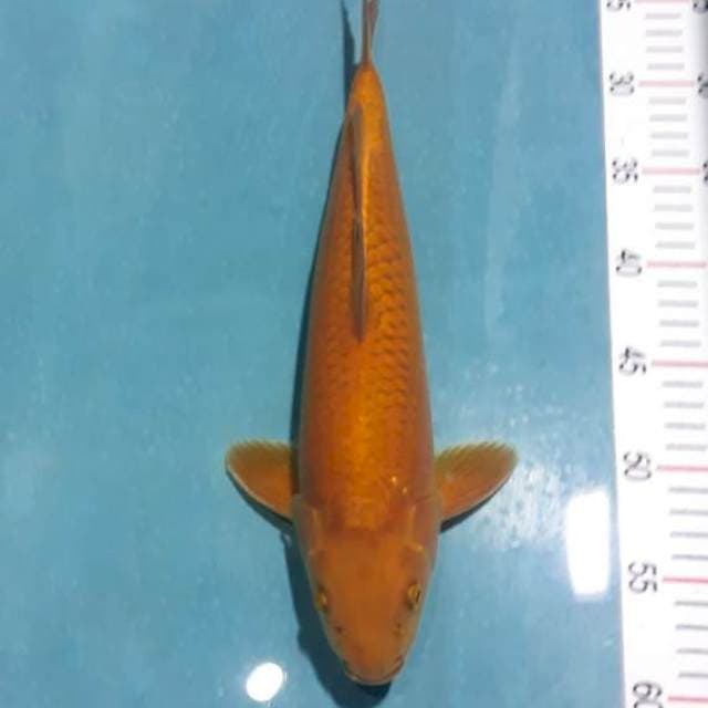 Cagoi tembaga punuk 36cm