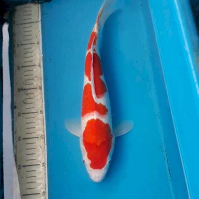 Kohaku 37 cm