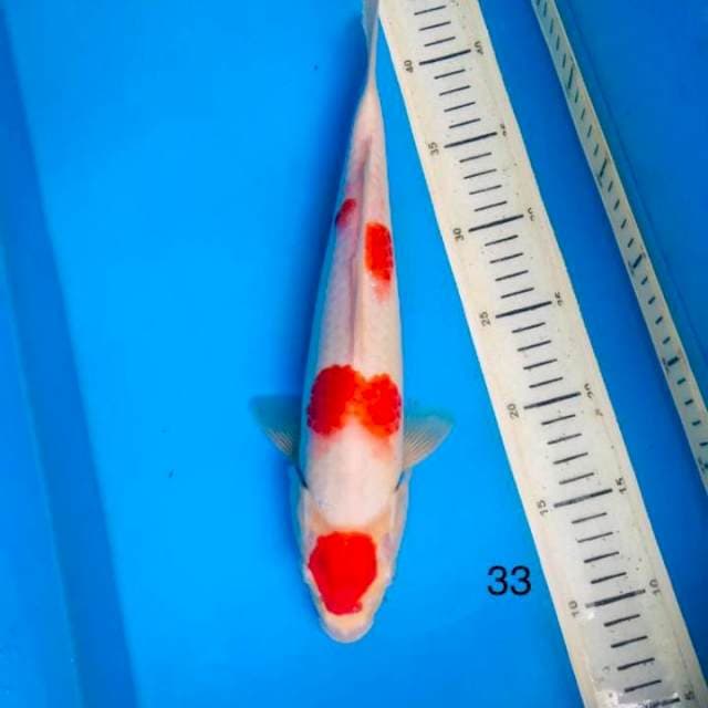 Kohaku ,33cm