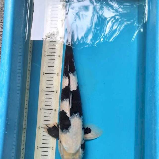 Ichimatsu Shiro 42cm Male