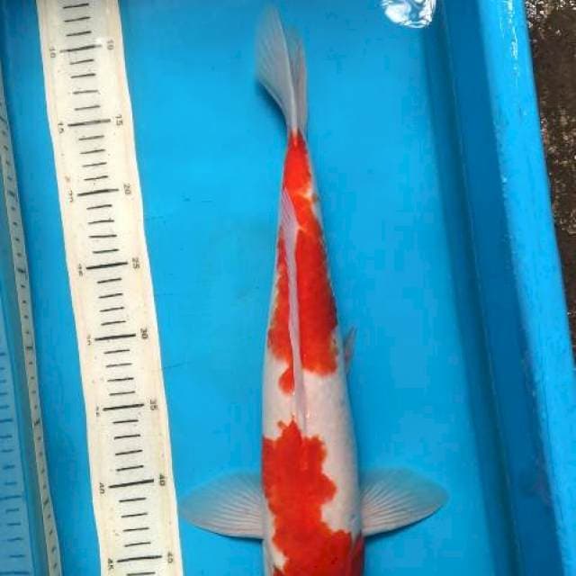 Kohaku 42cm Male