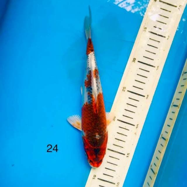 Kujaku ,24cm
