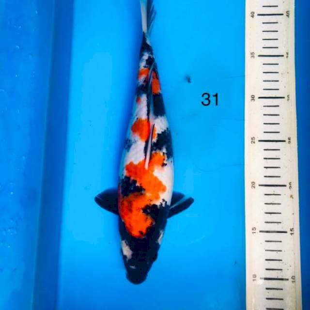 Showa ,31cm
