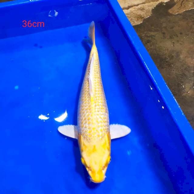 Ogon ginrin 36cm