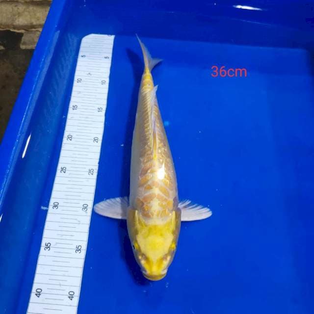 Ogon aragoke ginrin 36cm