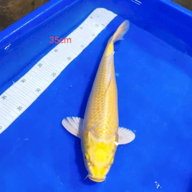 Ogon 35cm bersih