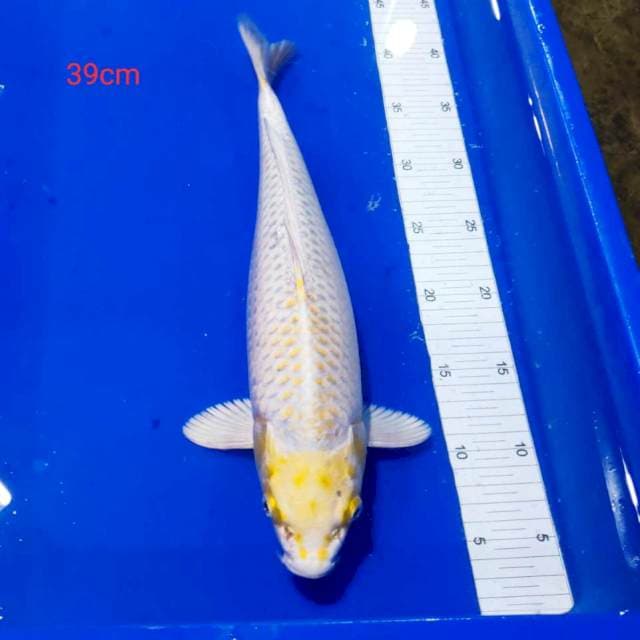 Kujaku tategoi 39cm