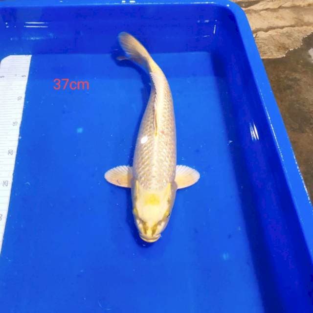 Mukasi ginrin 37cm