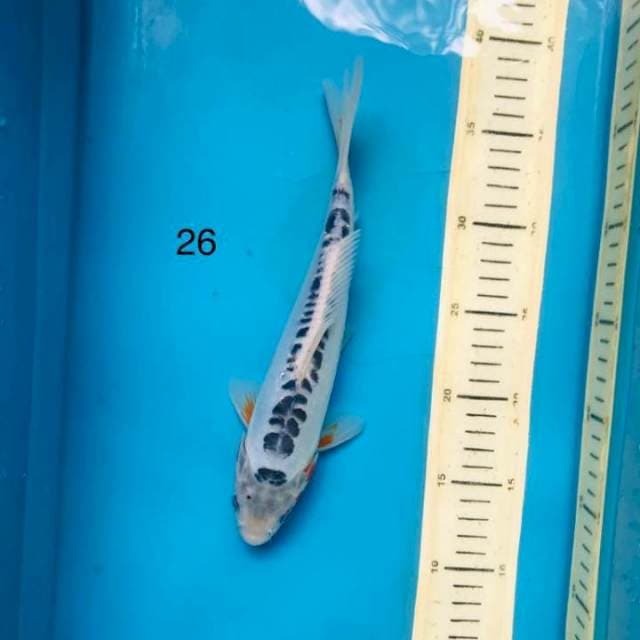 Shusui ,26cm