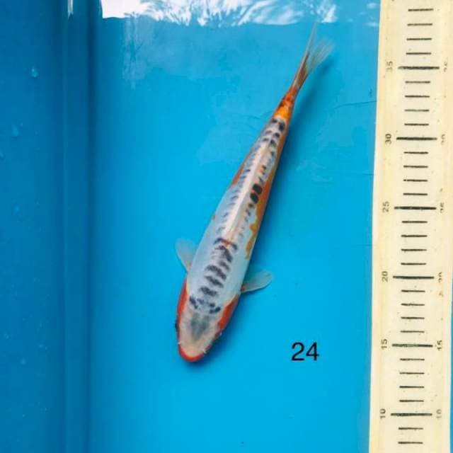 Shusui ,24cm