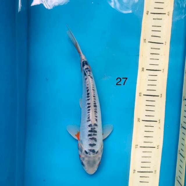 Shusui ,27cm