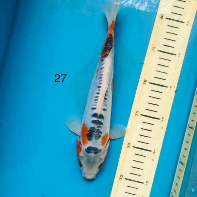 Shusui ,27cm
