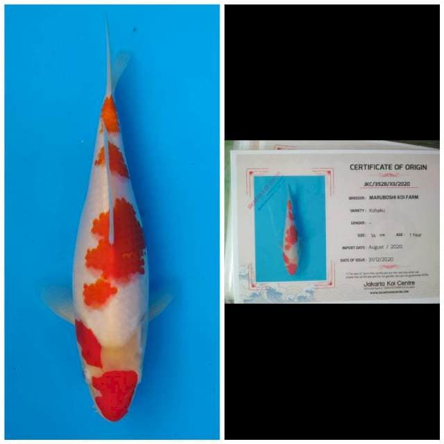 Maruboshi Kohaku