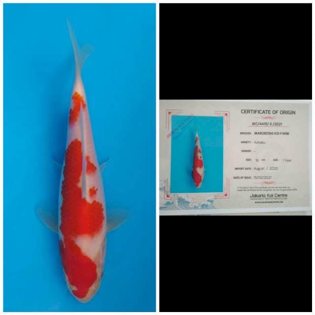 Maruboshi Kohaku