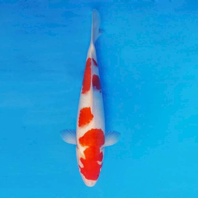 HANZO 5 ~ Kohaku ™
