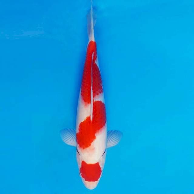 HANZO 14 ~ Kohaku ™