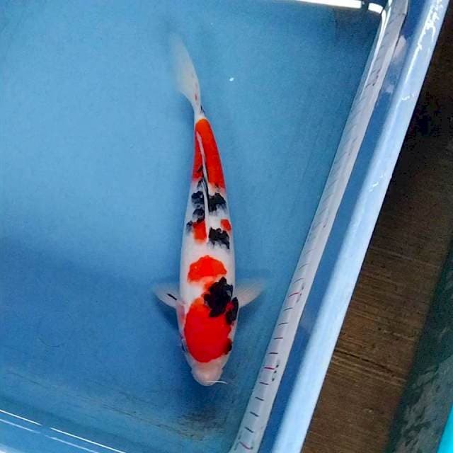 Maruten sanke Tsubosumi ORI 24cm