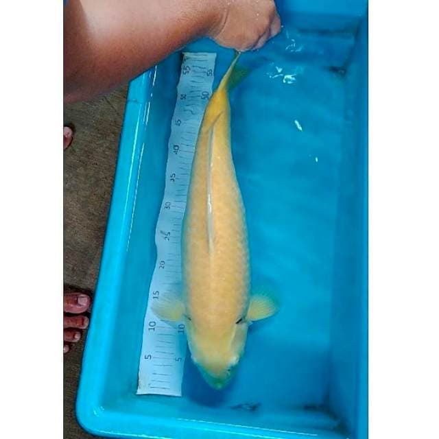 Karashi red eyes 57cm Female
