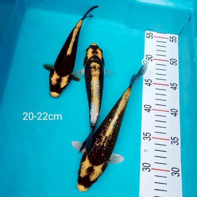 Kabuto 20 22cm
