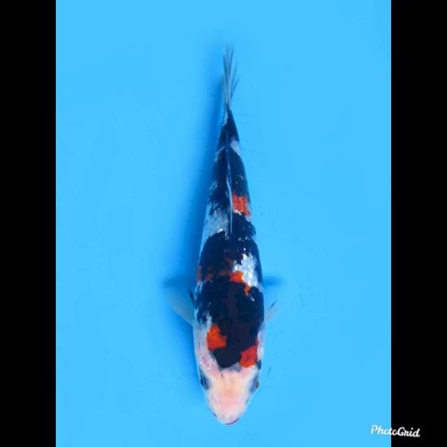 Sanke Ginrin Finish , 18cm